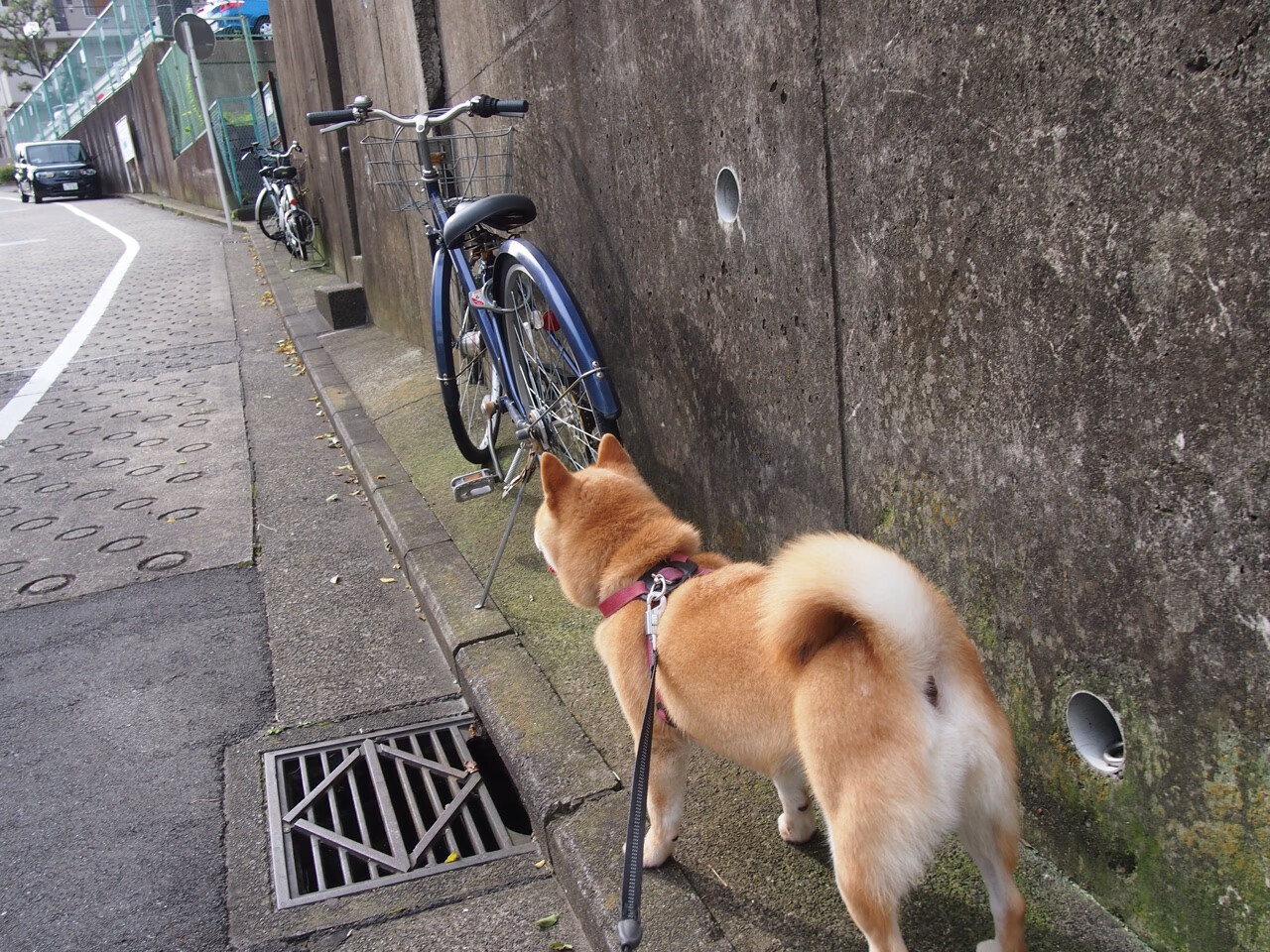 赛道上的星辰，阿拉巴在F1新赛季揭幕战之夜的高光时刻